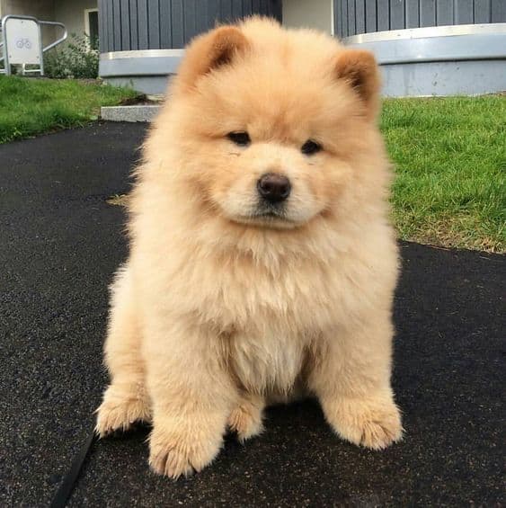 Buddy