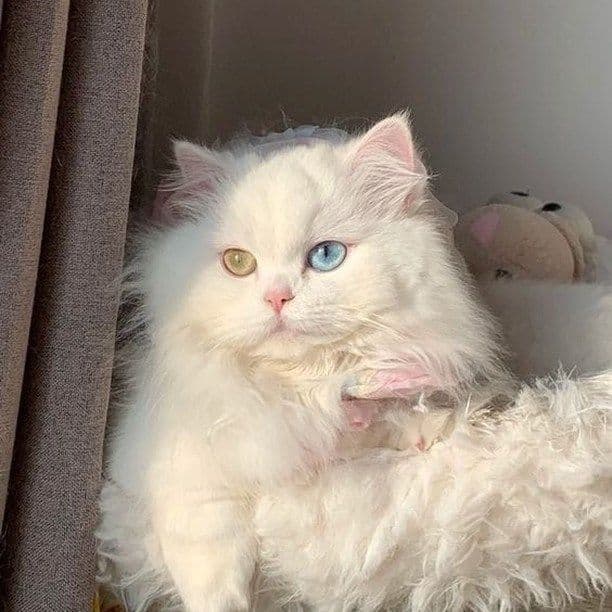 Charlie