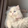 Featured Pet - Charlie