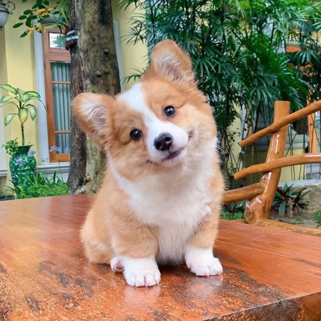 Max